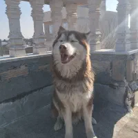 سگ هاسکی گلد