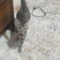 گربه