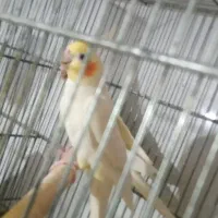 ۱۴ جفت عروس هلندی|پرنده|رباط‌کریم, نصیرشهر|دیوار