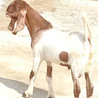 کهره نر هل مخصوص پازنی