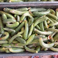 خیار برای خیارشور