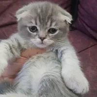 توله اسکاتیش و بریتیش