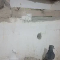 کبوترجوجه ی|پرنده|سراوان, |دیوار