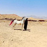 اسبنریون