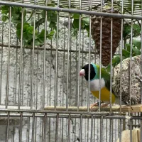 فنچ گلدین|پرنده|اسلام‌شهر, شهرک مفیدی|دیوار