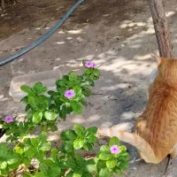 واگذاری گربه|گربه|بوشهر, |دیوار