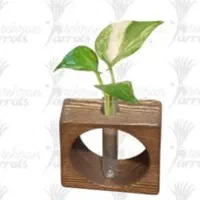 شیشه گلدان|گل و گیاه طبیعی|جوانرود, |دیوار