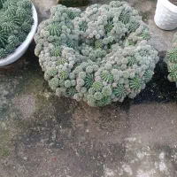 گل کاکتوس|گل و گیاه طبیعی|ماسال, |دیوار