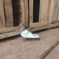 کبوتر پلاکی .تهرانی .سرته