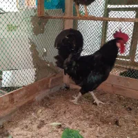 یک عدد خروس بزرگ و جاق