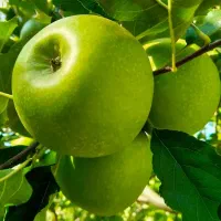 نهال سیب مراکل ( سیب آبی)
