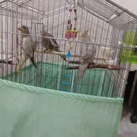 پرنده عروس هلندی