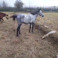 اسب|اسب و تجهیزات اسب‌سواری|صومعه‌سرا, |دیوار