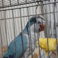 راهب ابی نر
