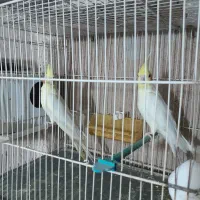 10جفت عروس هلندی