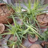 گلخانه کامل|گل و گیاه طبیعی|بروجرد, |دیوار