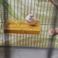 فنچ|پرنده|تهران, شکوفه|دیوار