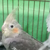 عروس هلندی دوتا بخر ۳ تا ببر|پرنده|قائمشهر, |دیوار