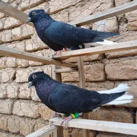 کبوتر سیاه دمسفید نر