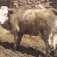 گاو شیری تلیسه با گوساله نر