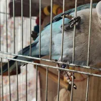 پرنده|پرنده|فومن, |دیوار
