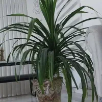 گل پاندانوس بزرگ|گل و گیاه طبیعی|نیشابور, شهرک اندیشه|دیوار