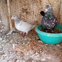 یک جفت سار کاکولی یک جفت چپ افشون