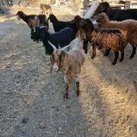 دوعددماده آبستن ویک عددنریک ساله|حیوانات مزرعه|تبریز, |دیوار