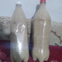 بذر خوارکی دارویی برا کاشت|گل و گیاه طبیعی|کوهدشت, |دیوار