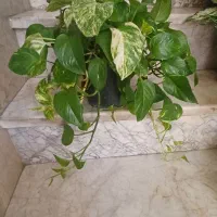 گلهای زیبای طبیعی