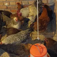 فروش مرغ و خروس|حیوانات مزرعه|ارومیه, |دیوار