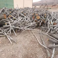 خرید برش درخت گردو بادام بید کبوده