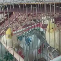 عروس هلندی مولد