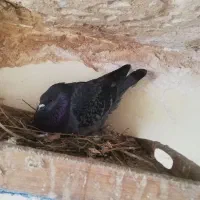 1جفت نر تهرونی پرش سنگین