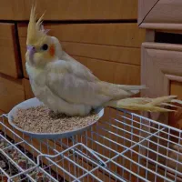 عروس هلندی گمشده