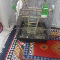 فروش عروس هلندی