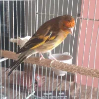 سهره قناری نر سرخ ۵ ماهه دهن لر