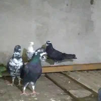 تهرانی خوب
