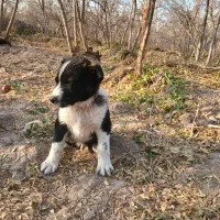 توله سگ|سگ|سلفچگان, |دیوار