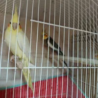 عروس هلندی مولد وسخنگو