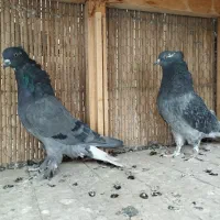 کبوتر سبز