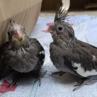 جوجه عروس هلندی دوماهه