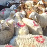 شبانه روزی گوسفندزنده.