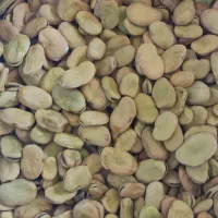 باقالا طارم