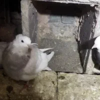 ۹ عدد کفتر|پرنده|سبزوار, مدرس|دیوار