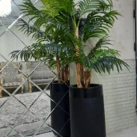 درختچه کنتیا