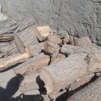 تنه درخت|خدمات باغبانی و درختکاری|قشم, |دیوار