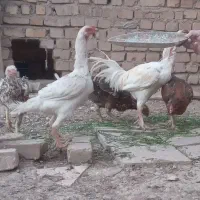تخم مرغ لاری نطفه دار