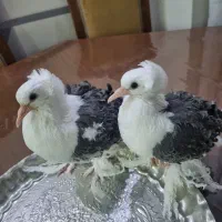 کبوتر جکسون آبی