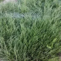 تیم پیاز درجه یک بذر قرمز